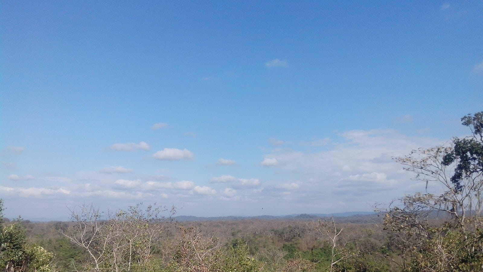 Leafless dry-season crowns on low hills under a wide sky, Tumbes-Piura dry forest.