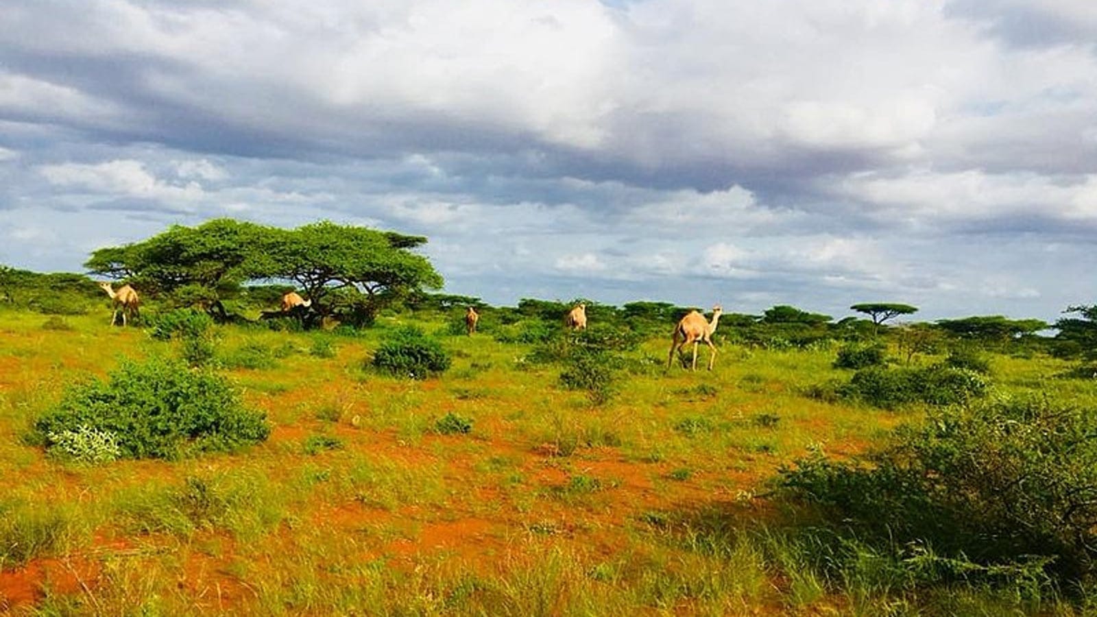 Camels grazing on open arid scrubland with sparse low bushes and dry grass on the flat plains at the outskirts of Guriel, Galguduud, central Somalia.