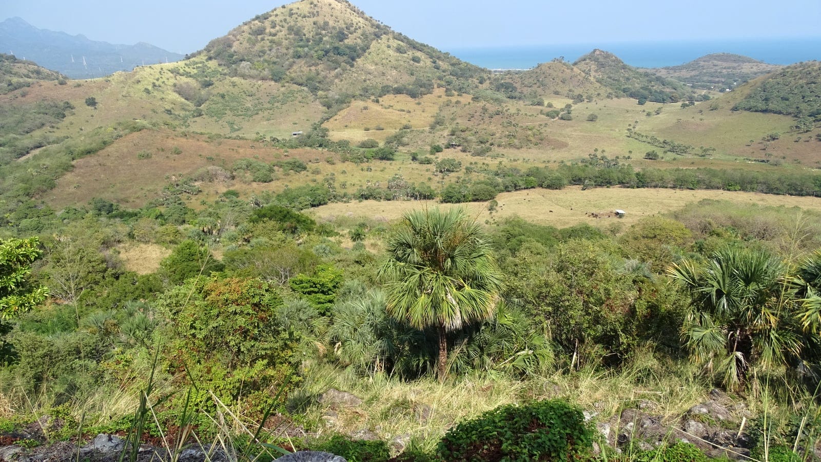 Fan palms in dry thorn scrub below grassy volcanic hills near Quiahuiztlan, Veracruz, Mexico.