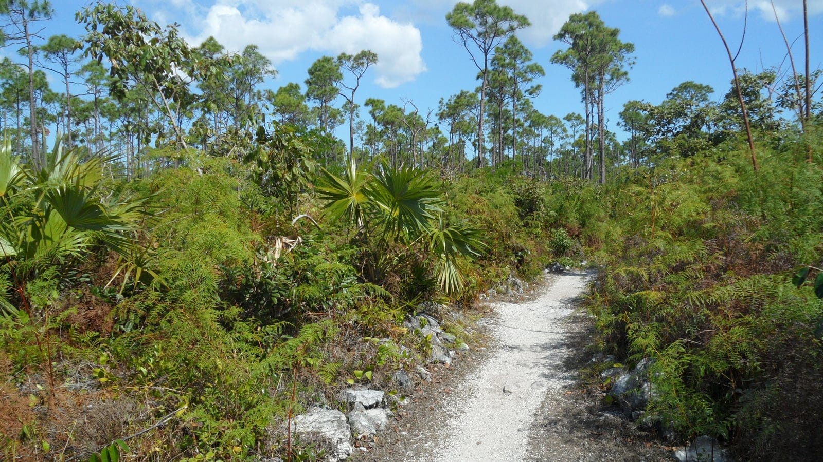 Caribbean pines above thatch palms and bracken on a limestone trail, Lucayan National Park, Grand Bahama.
