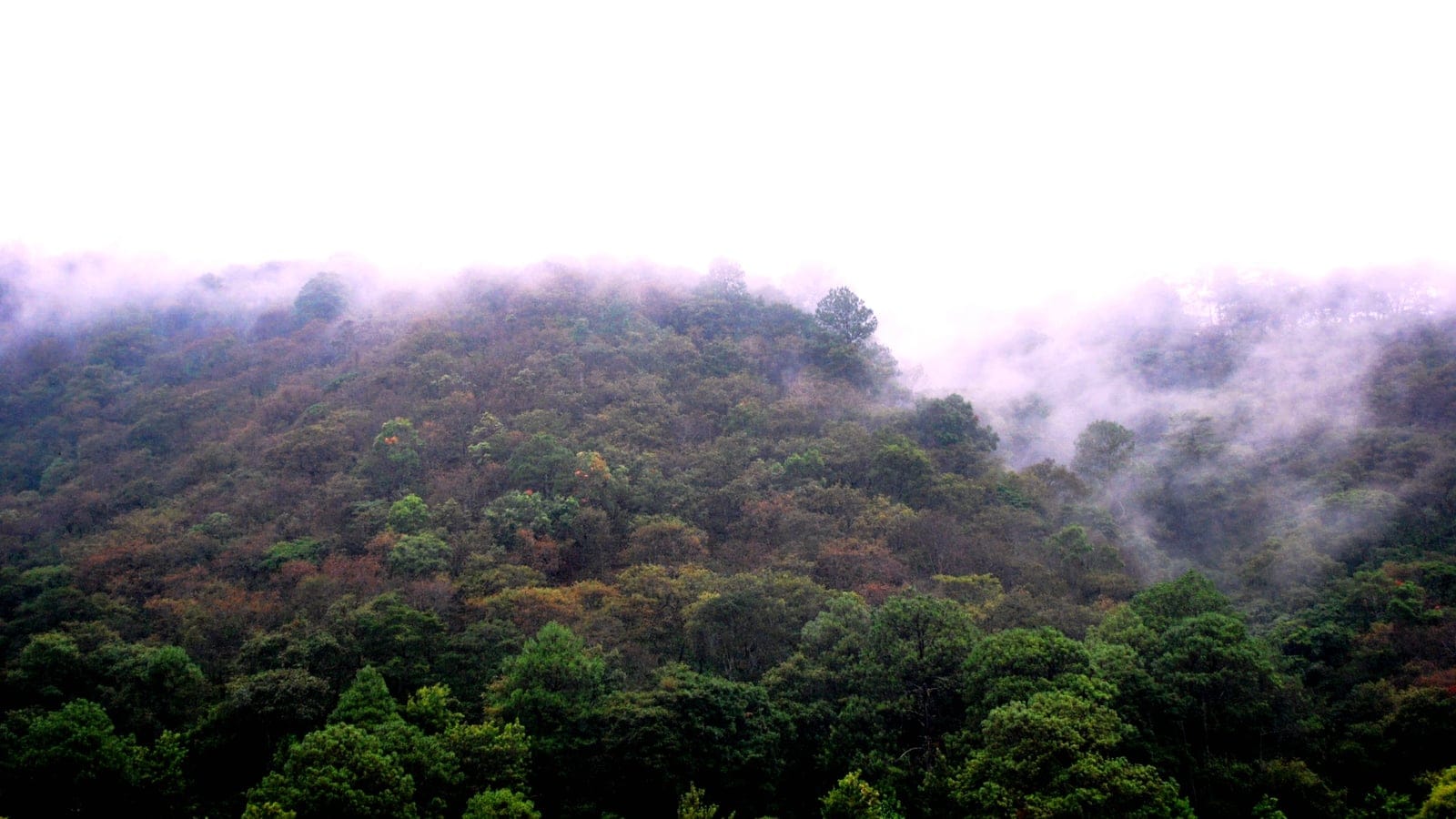 Pine-oak woodland in Chimaltenango representing Central American pine-oak forest structure.