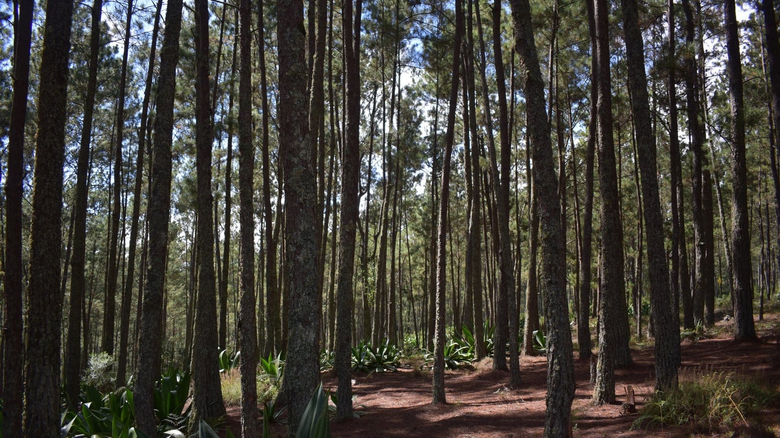Hispaniolan pine stand with agaves in the understorey, Haiti.