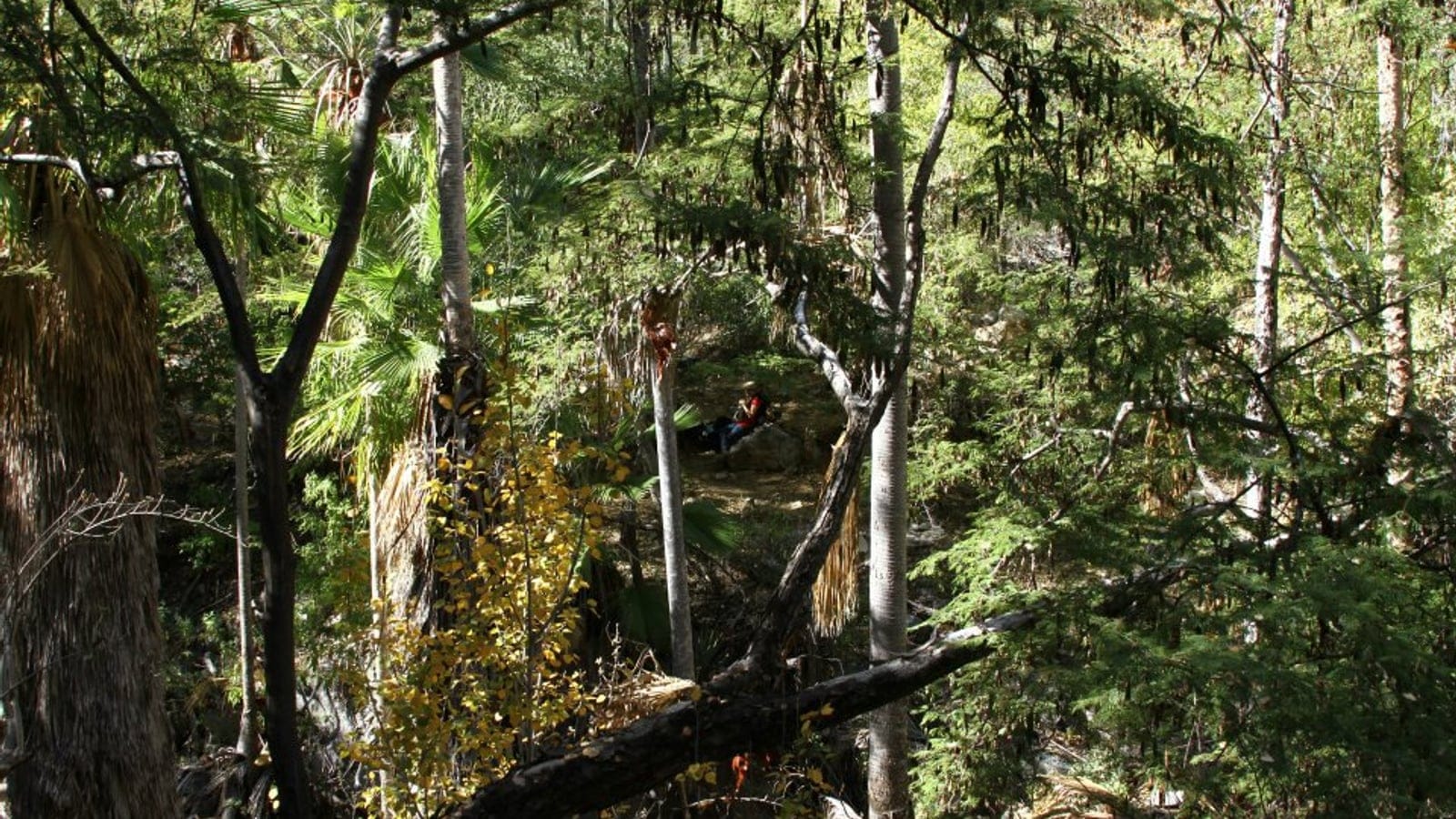 Fan palms among oaks in a shaded canyon of the Sierra de la Laguna, Baja California Sur, Mexico.