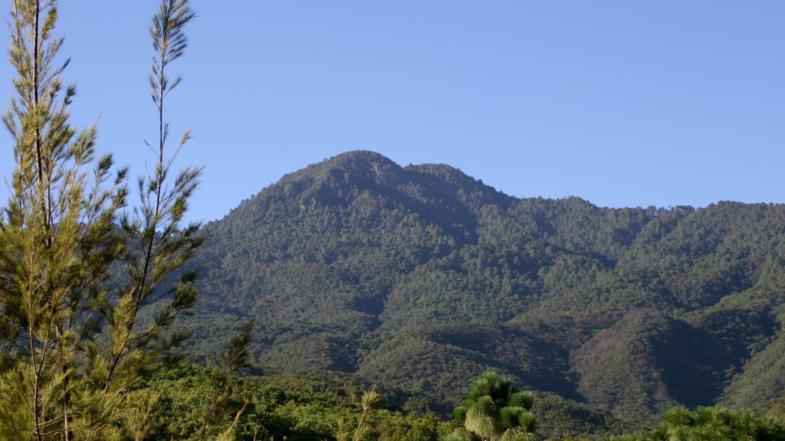 Pine foliage in front of a continuously wooded pine and oak ridge, Cerro San Felipe, Oaxaca, Mexico.