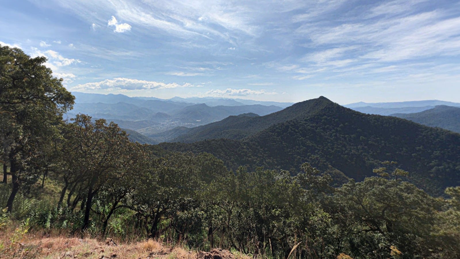 Oak woodland in the Sierra Madre del Sur, Michoacan.