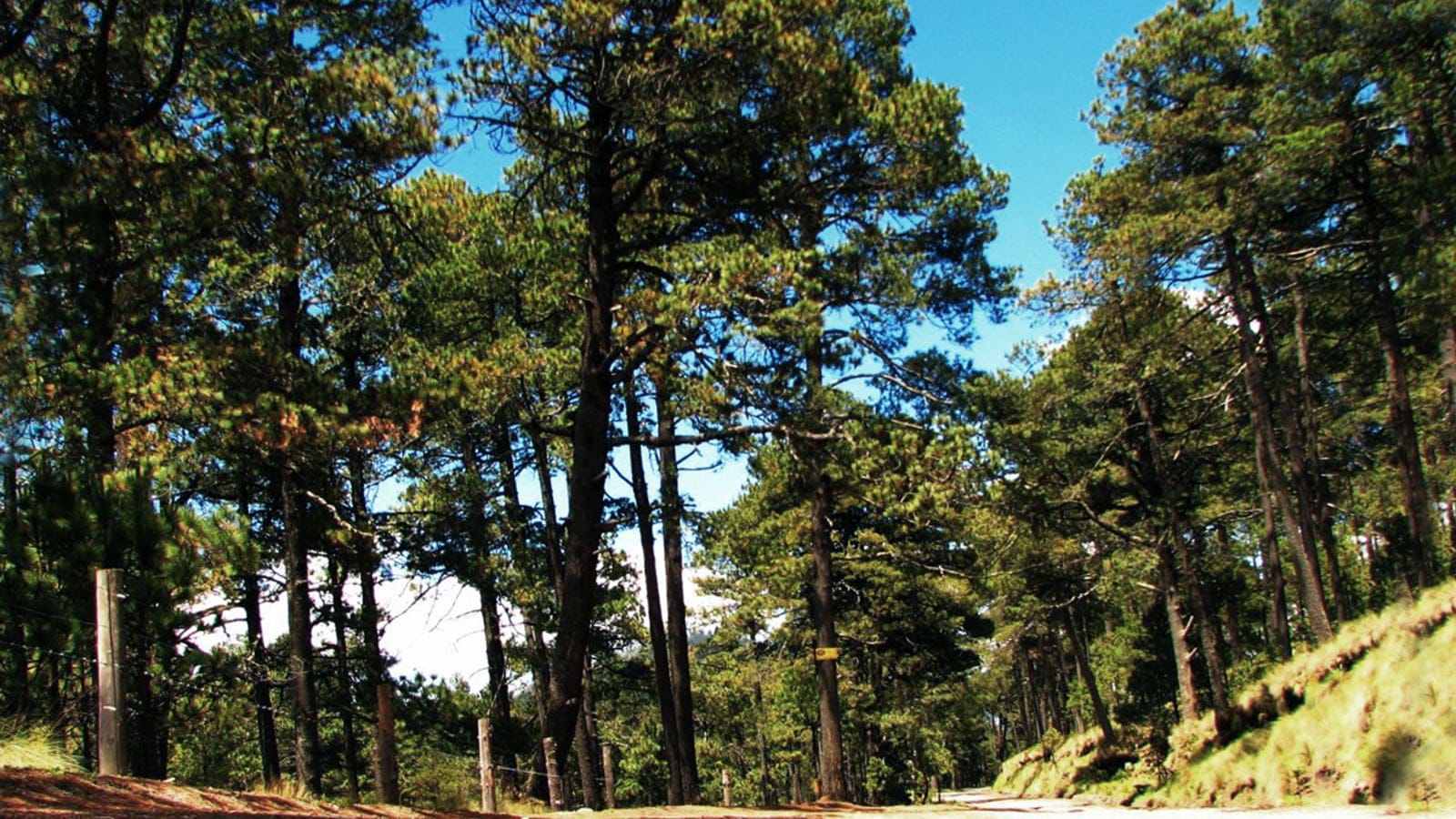 Tall Pinus hartwegii beside a dirt road on the Iztaccihuatl slopes, Mexico.