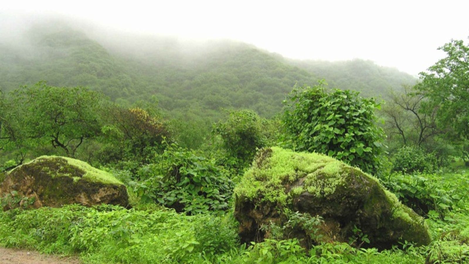 Blocs rocheux couverts de mousse et végétation herbacée luxuriante sous une forêt enveloppée de brouillard dans les montagnes du Dhofar, Oman.