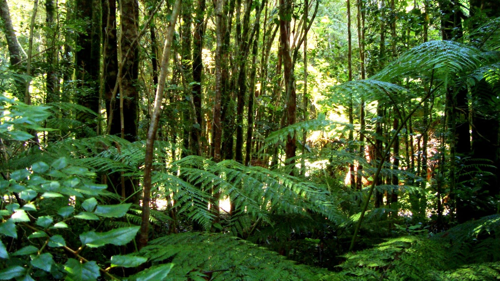 Tree ferns and slender mossy trunks in dense temperate rain forest at Oncol Park, Chile.