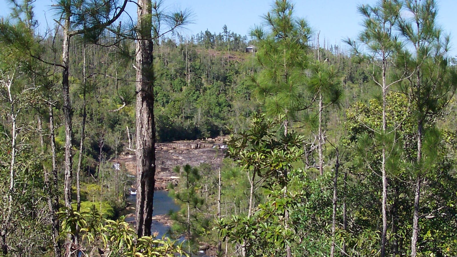 Bosque abierto de pino de Honduras en la Reserva Forestal de Mountain Pine Ridge, Belice.