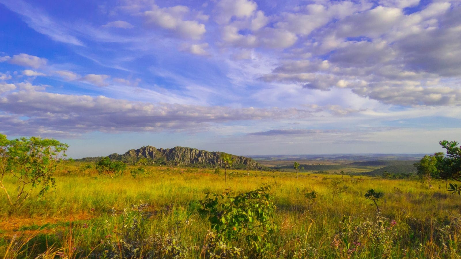 Vegetación de cerrado y terreno rocoso de tierras altas en el Parque dos Pireneus, Goiás, Brasil.