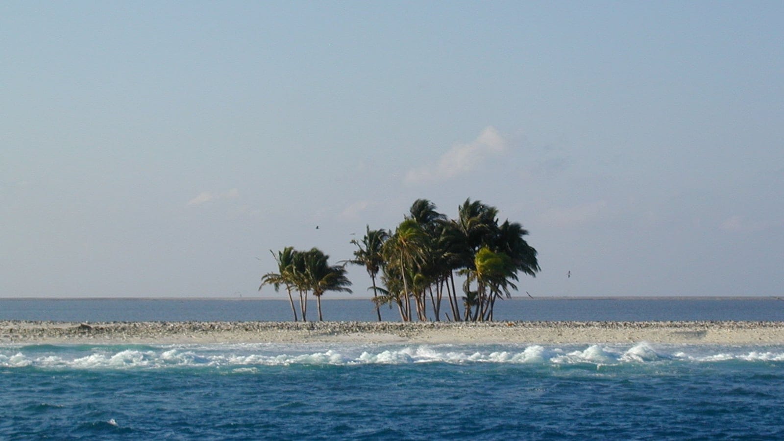Un grupo de cocoteros doblados por el viento en el bajo anillo coralino de la isla Clipperton, océano Pacífico.
