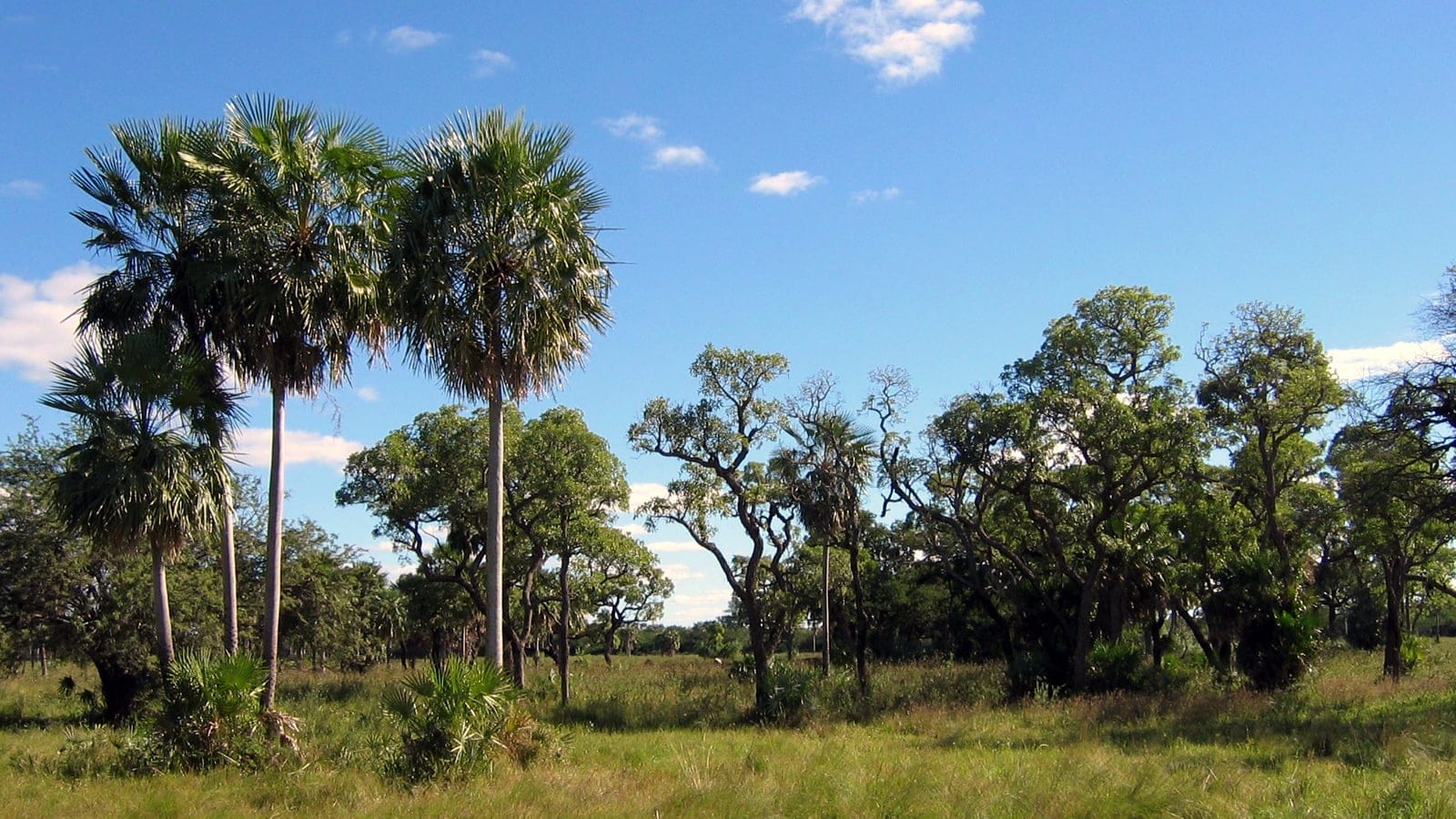 Paisaje de bosque y matorral del Chaco Seco en el Chaco Boreal de Paraguay.