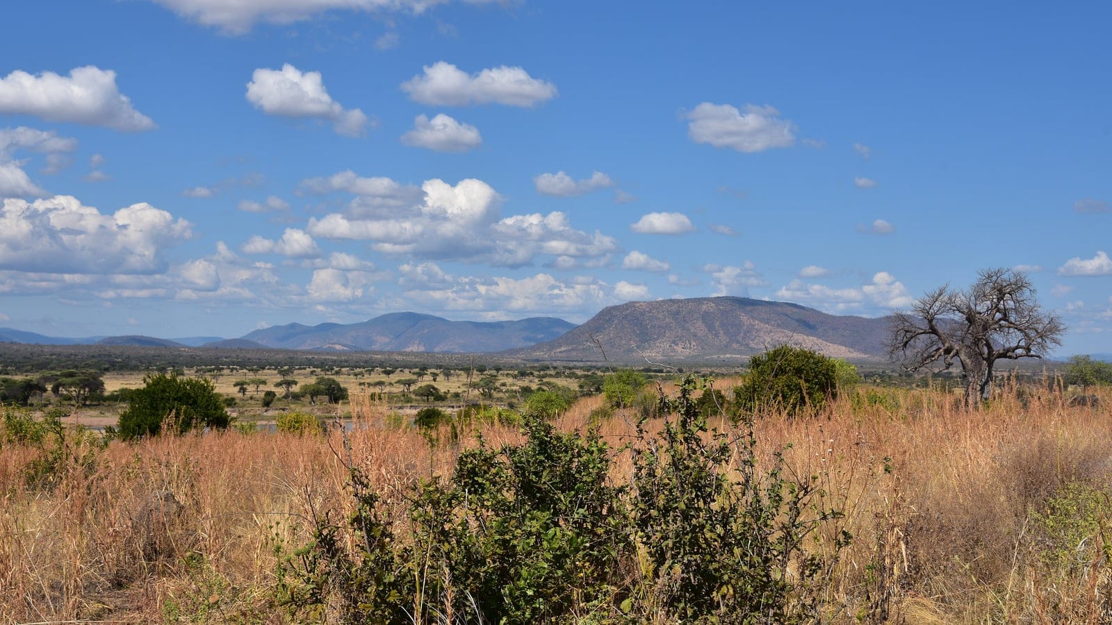 Paysage sec de brousse à acacias et commiphoras dans le parc national de Ruaha, avec des arbres épars adaptés à la sécheresse sur un terrain semi-aride ouvert.