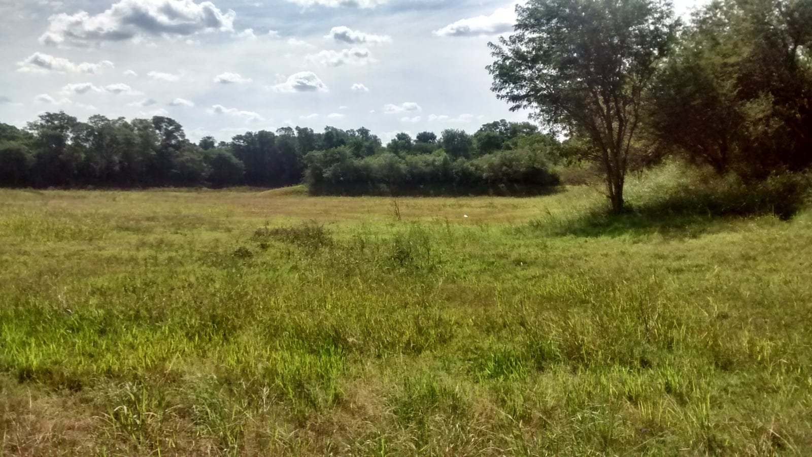 Grassland with scattered trees and a wooded margin in the Humid Chaco, Argentina.