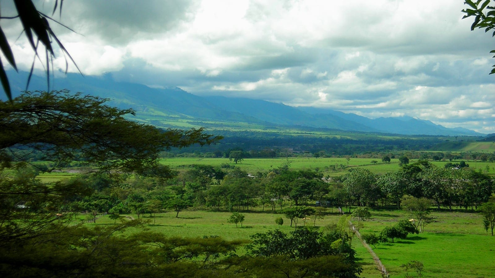Scattered trees over grassland below the Andean foothills in the Colombian Llanos.