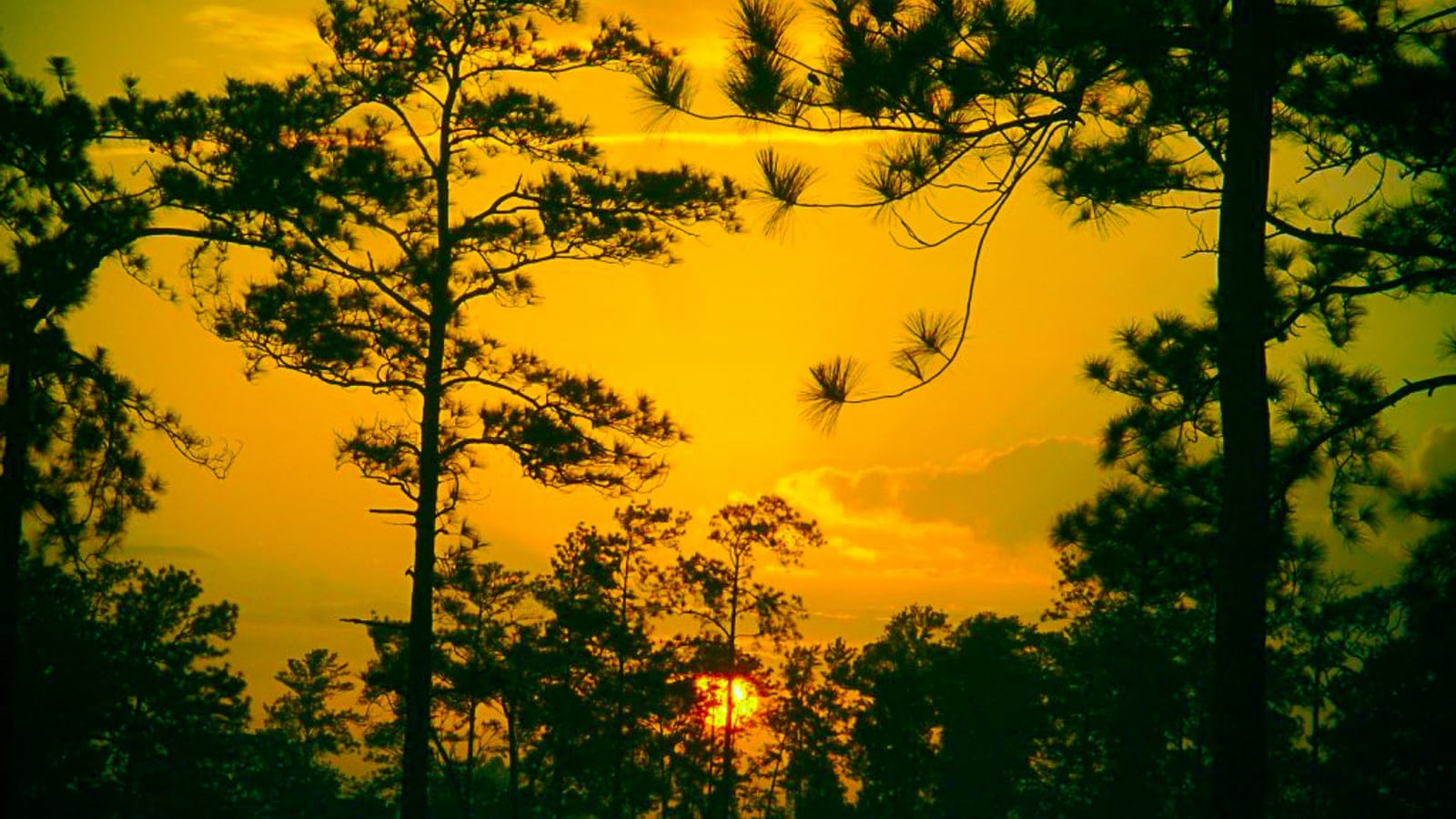 Caribbean pines silhouetted against sunset near Alamikamba, Nicaragua.