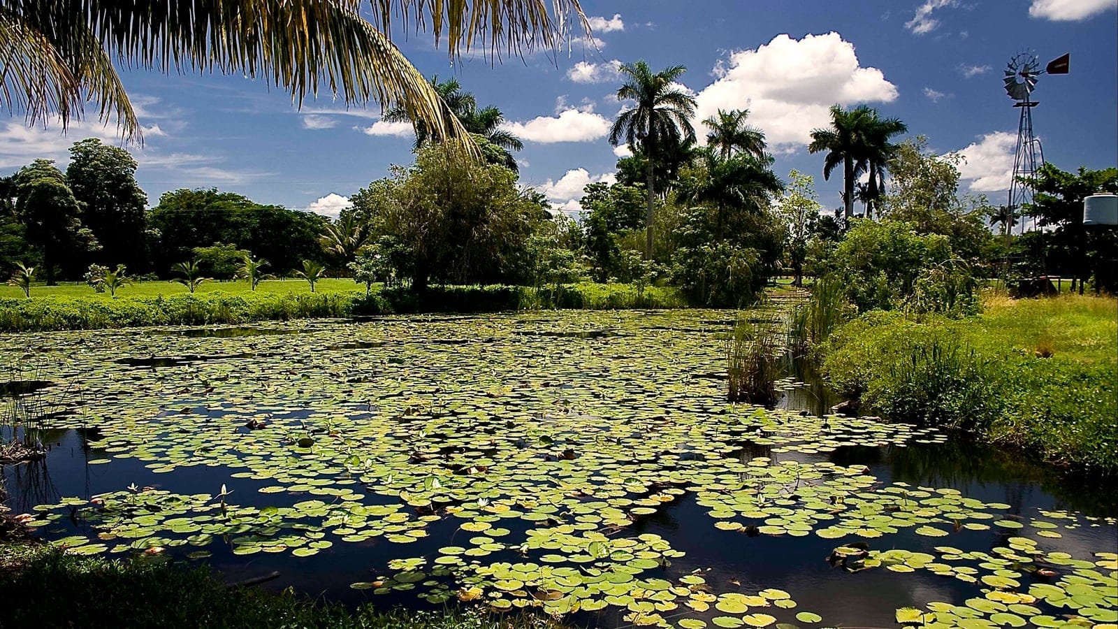 Wetland vegetation and open water in Cienaga de Zapata, Cuba.