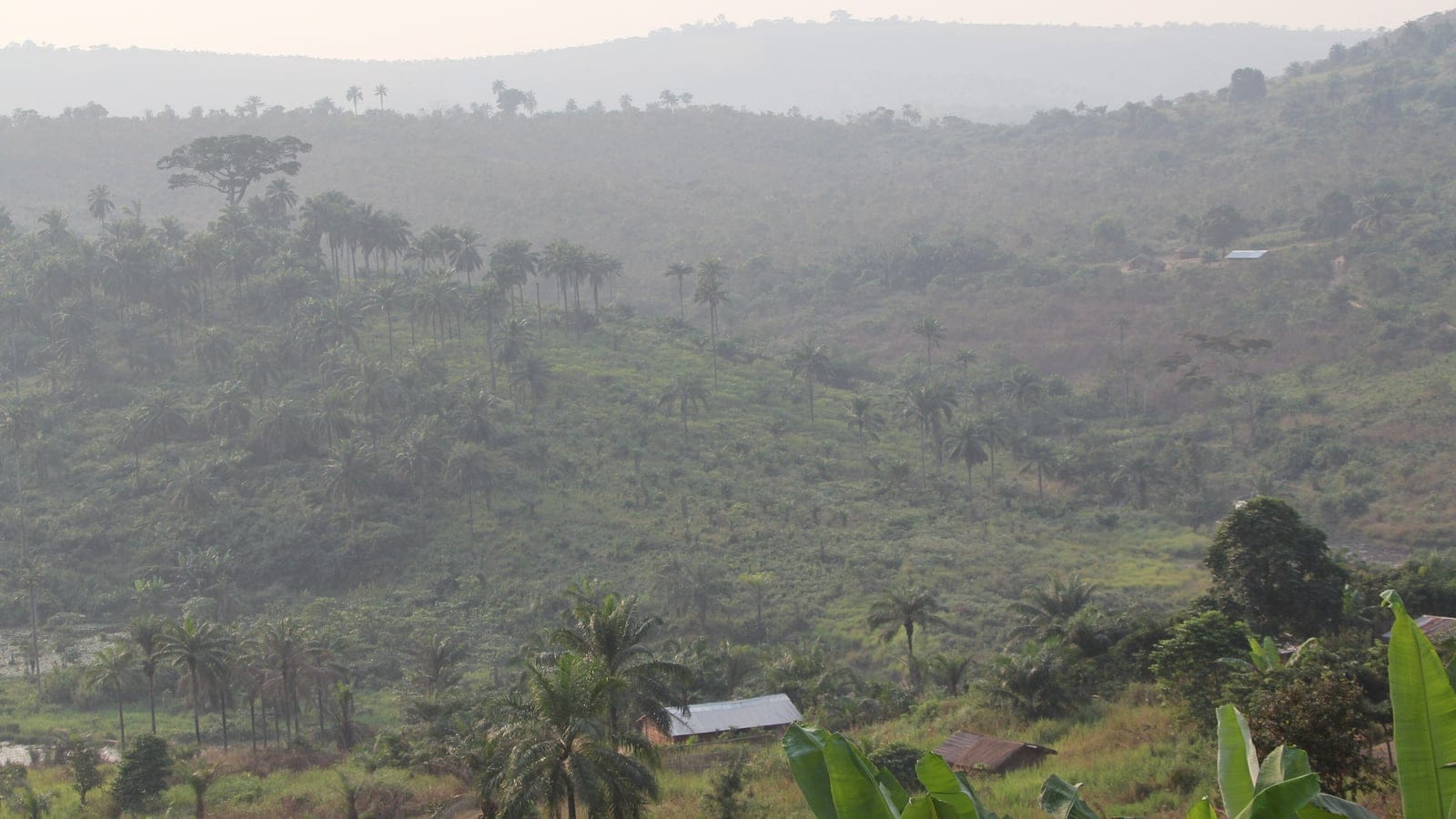 Oil palms scattered through hazy hill regrowth above banana plants, Masi-Manimba, DR Congo.