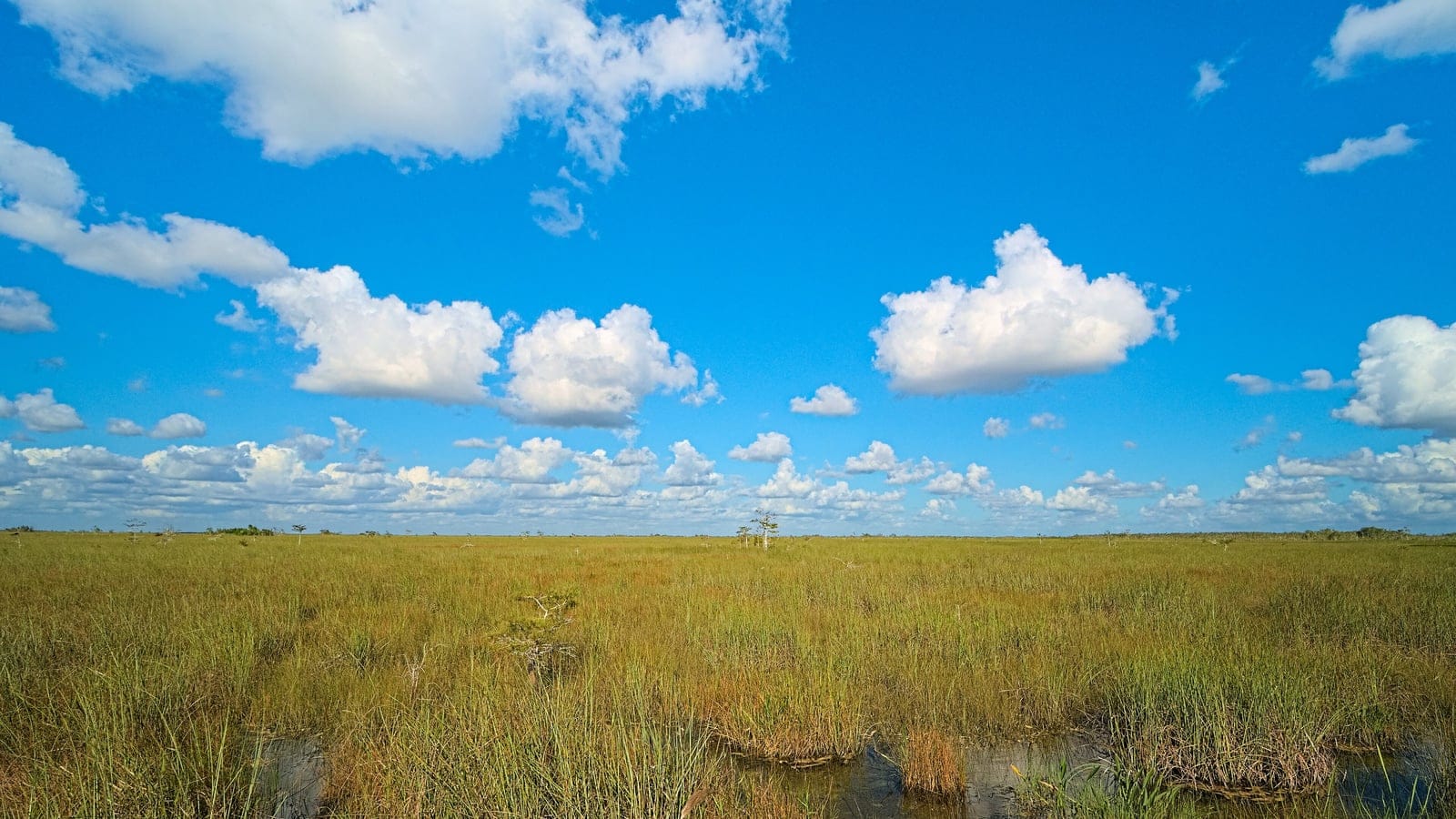 Sawgrass and shallow water along the Pa-Hay-Oke trail in Everglades National Park.