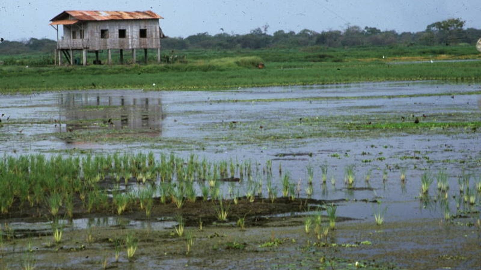 Flooded grassland with emergent sedges and a stilt house at Los Chuzales, Guayas, Ecuador.