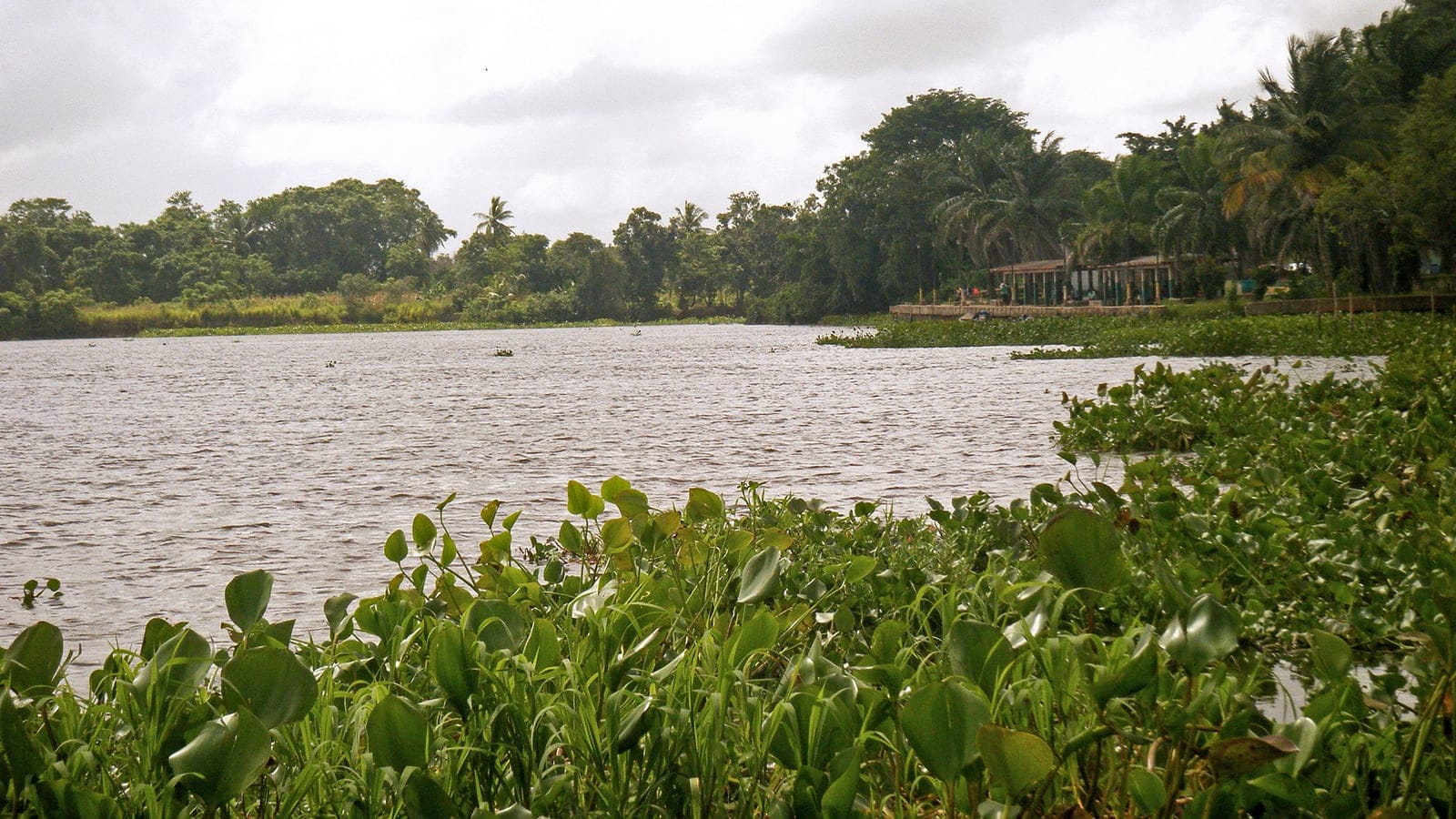 Water hyacinth along an open channel below palms at Boca de Uracoa, Monagas, Venezuela.