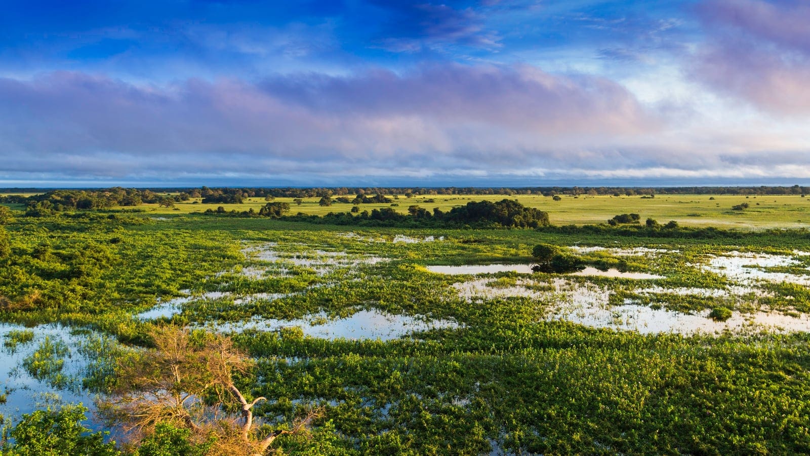 Flooded grassland with open pools and scattered tree islands at dawn in the Pantanal, Brazil.