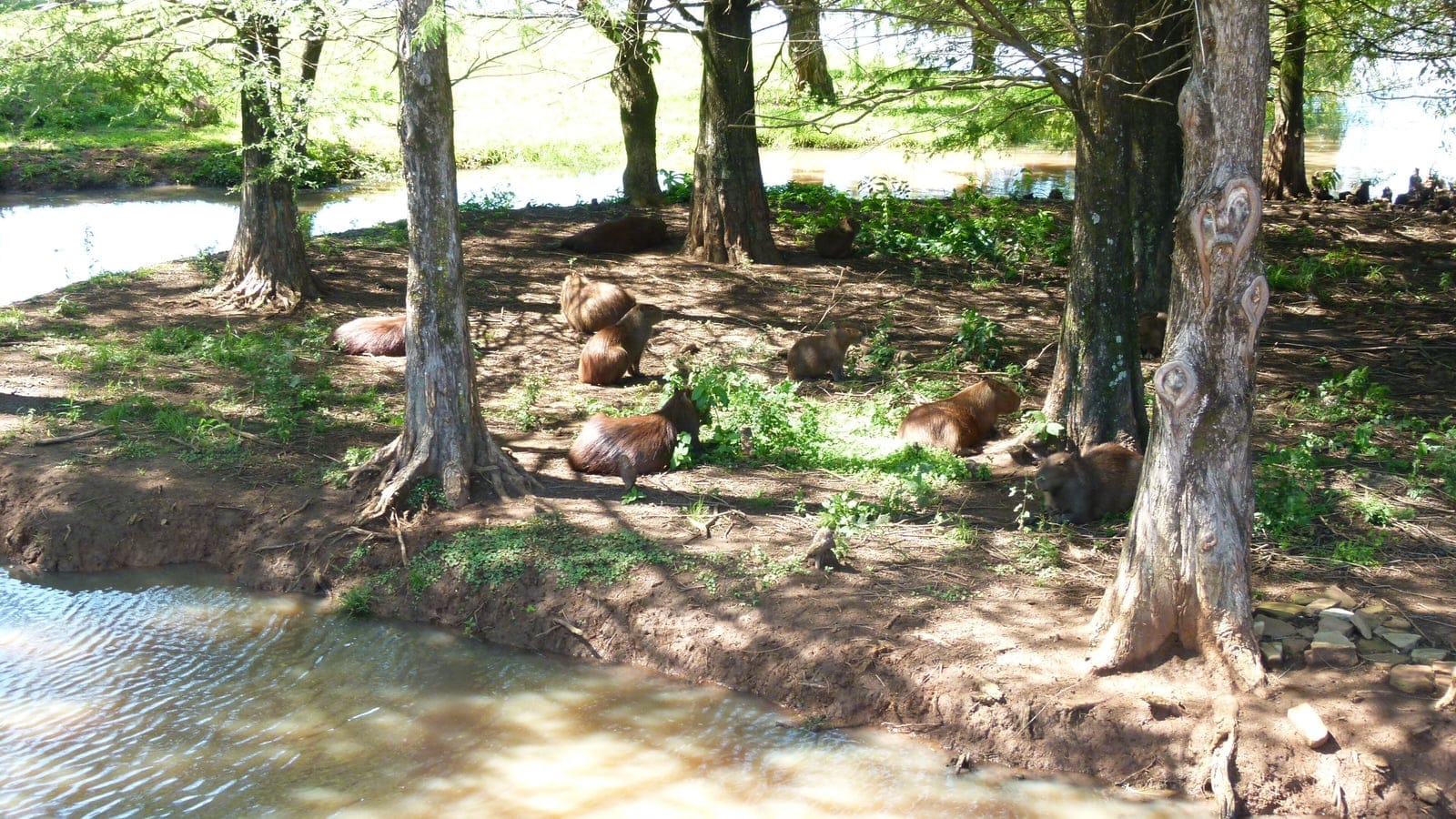 Capybaras resting on a bare shaded bank between two water channels, Corrientes, Argentina.