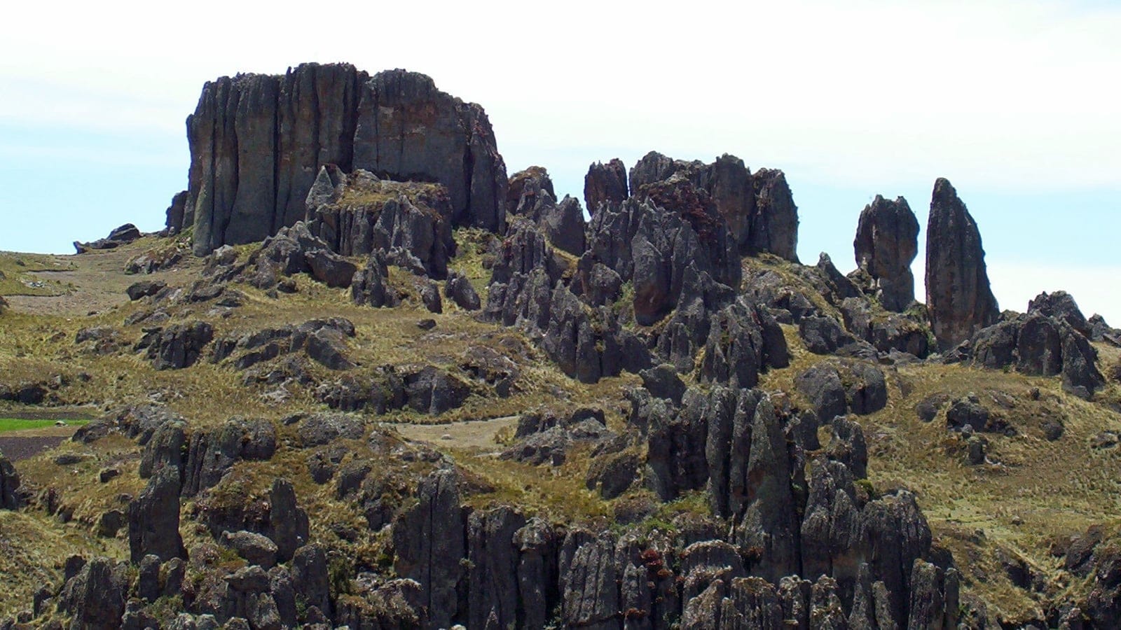 Paramo vegetation with frailejones in the Cordillera Central highlands.