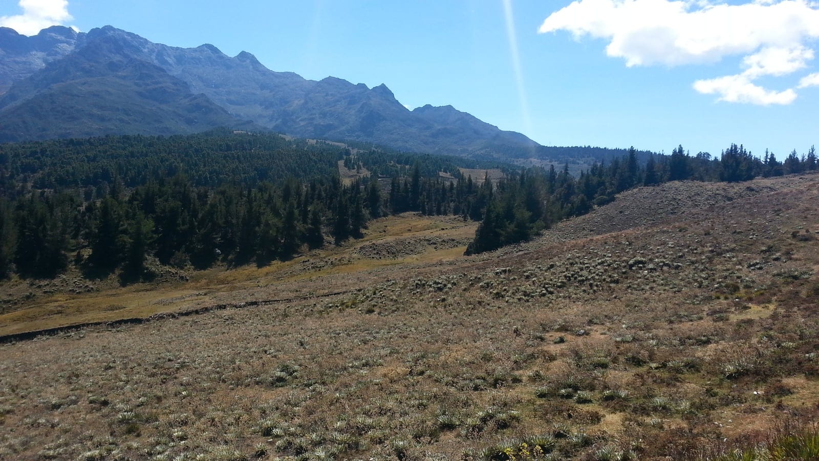 Open paramo vegetation and Andean mountain terrain in the Cordillera de Merida.