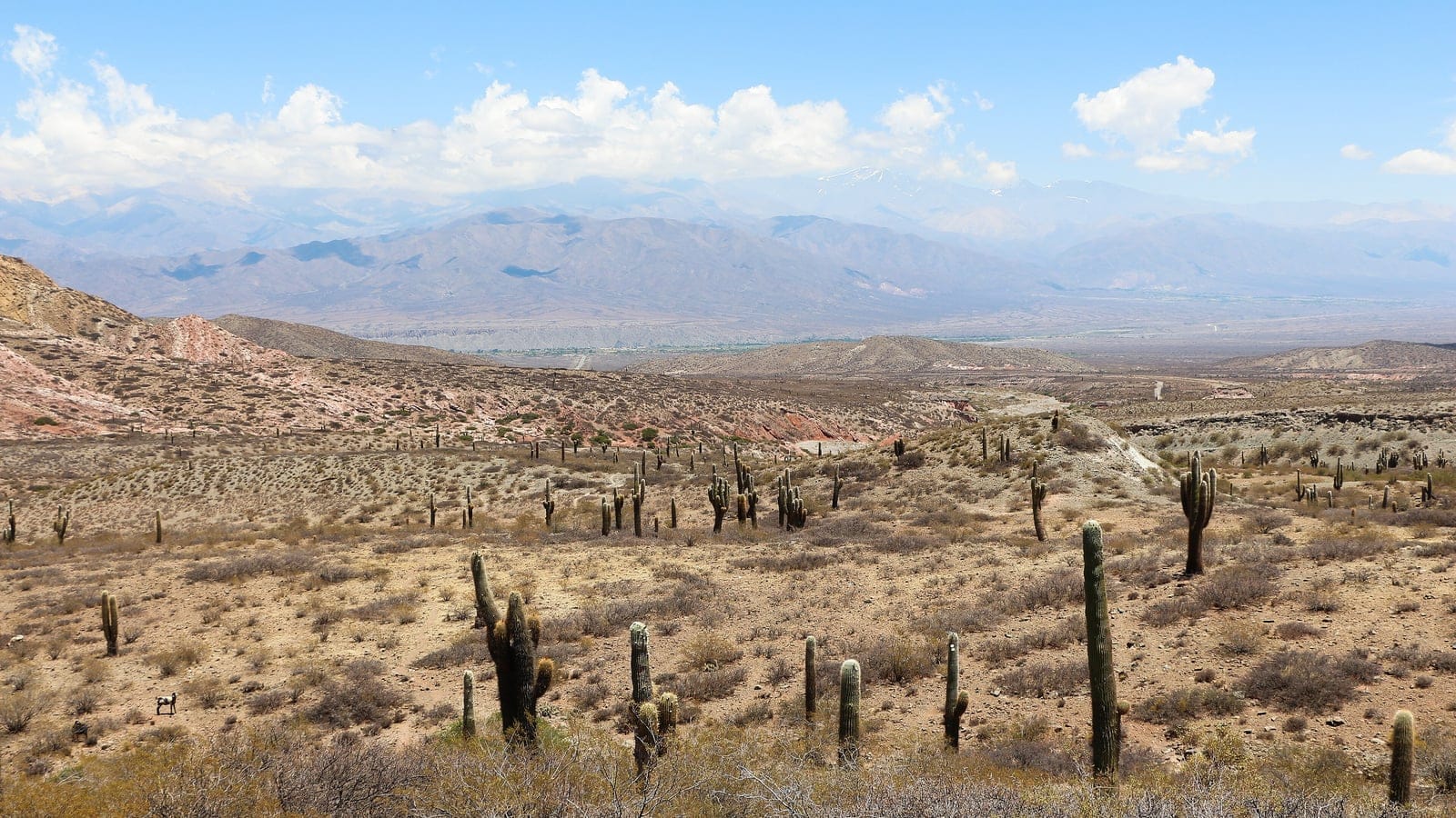Cardon cacti and low shrubs on a stony slope in Los Cardones National Park, Argentina.