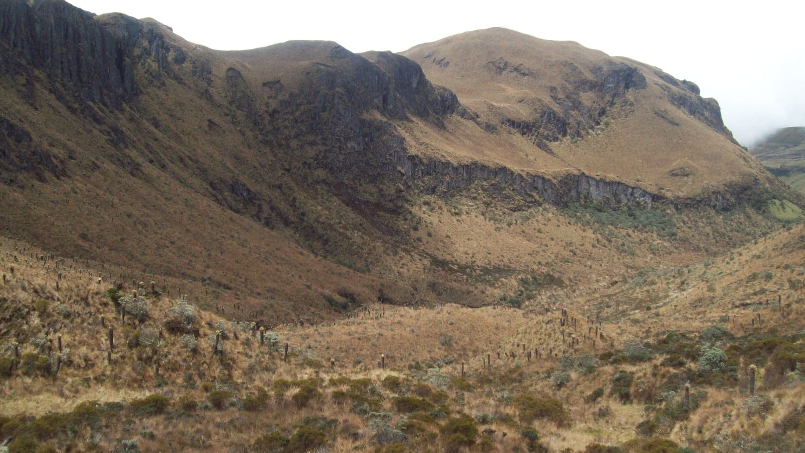 Frailejones among golden paramo grass below rock cliffs at Nevado del Ruiz, Colombia.