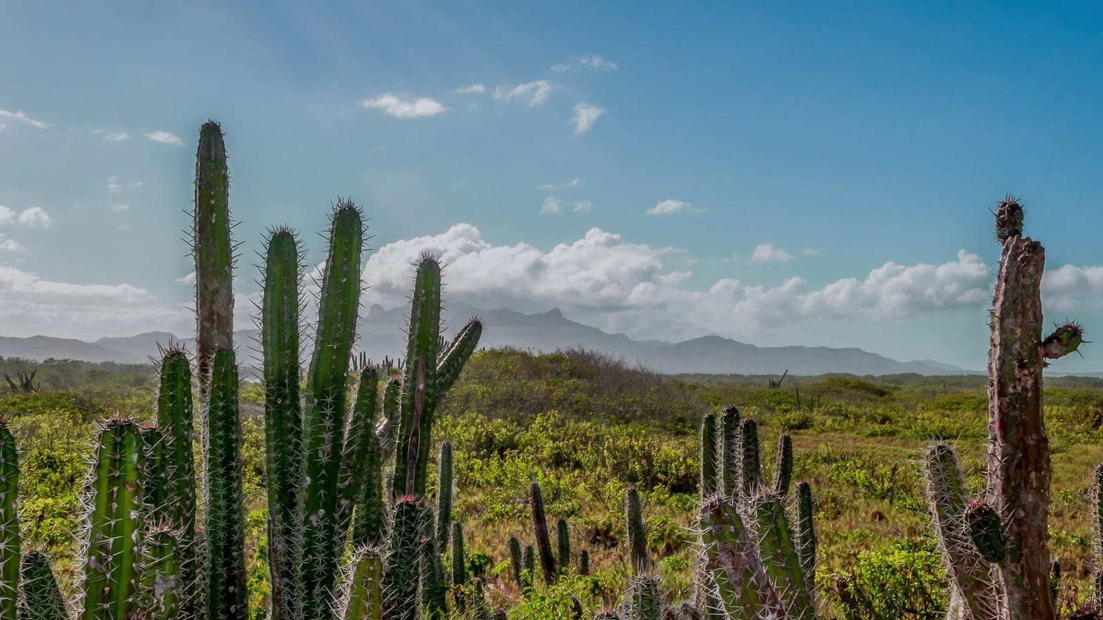 Columnar cactus and xeric scrub on the Macanao Peninsula, Venezuela.