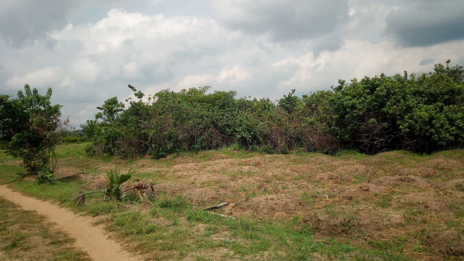 Forest interior in Urum Natural Forest Reserve in the Cross-Niger transition forest region.