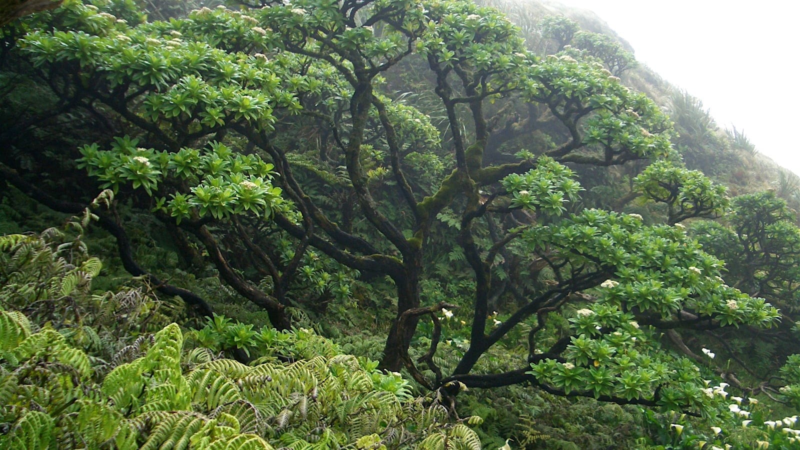 Endemic cabbage trees and tree ferns on a misty ridge at High Peak, Saint Helena.