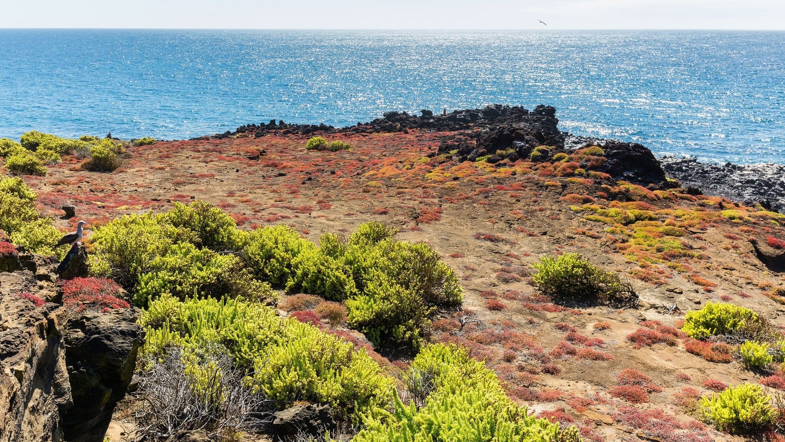 Galapagos xeric scrub and dry volcanic coastal terrain on San Cristobal.