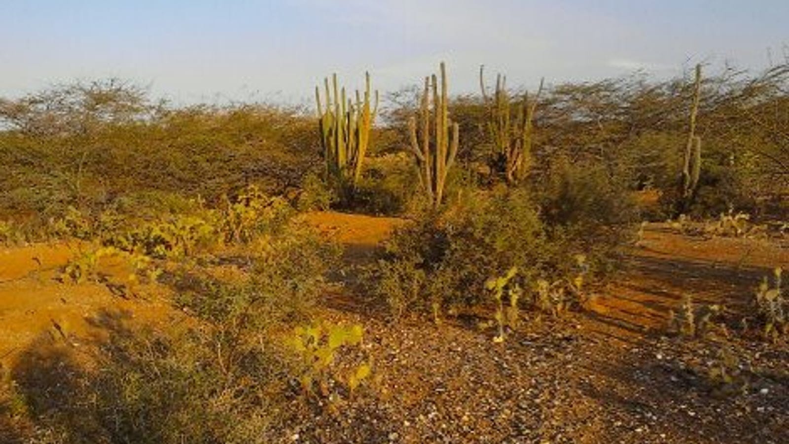 Columnar cacti and prickly pear in thorn scrub on red sand in La Guajira, Colombia.