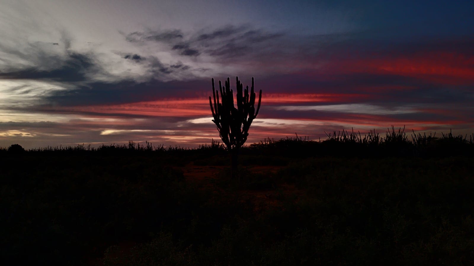 A branching columnar cactus silhouetted against a red dusk sky, Paraguana Peninsula, Venezuela.