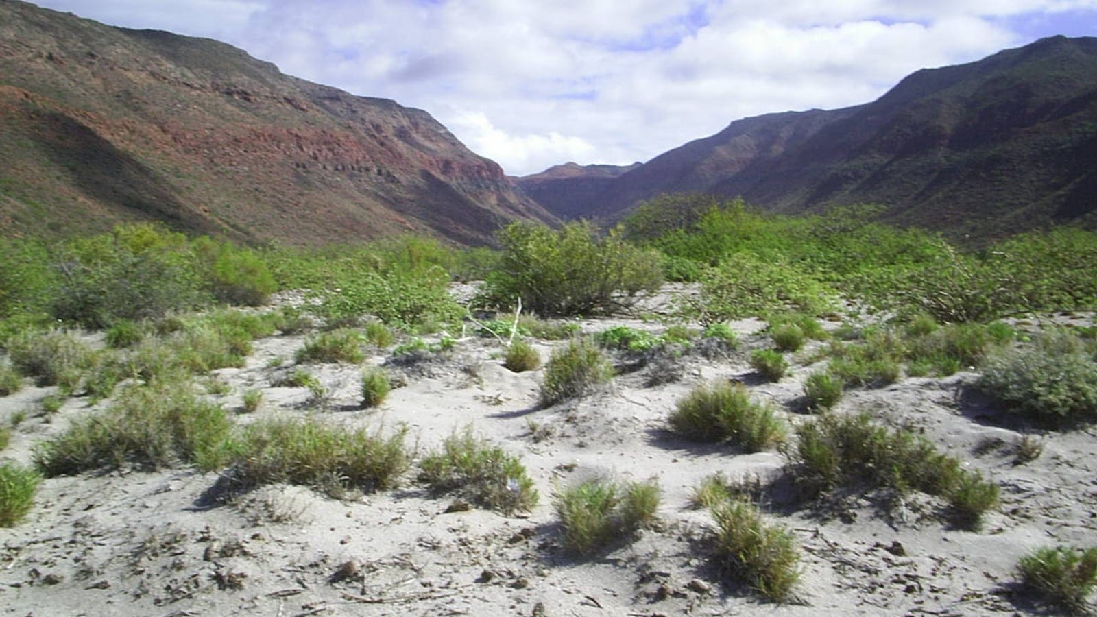 Touffes d'herbe et arbustes verts sur le fond sableux d'un arroyo entre des crêtes volcaniques rouges, Isla Espiritu Santo, Mexique.