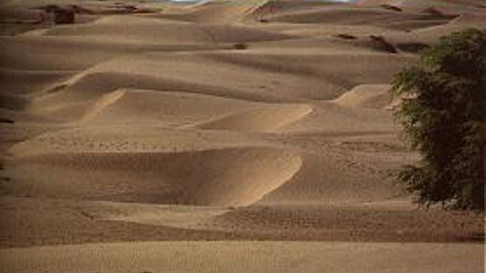 Bare rippled dunes with one green tree crown at the margin, Sechura Desert, northern Peru.