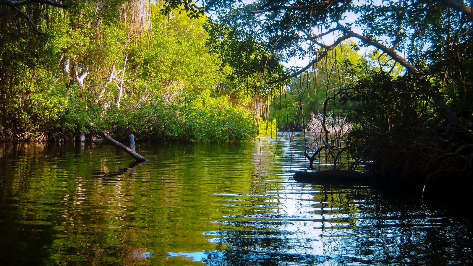 Mangrove-lined waterway in Morrocoy National Park, Venezuela.