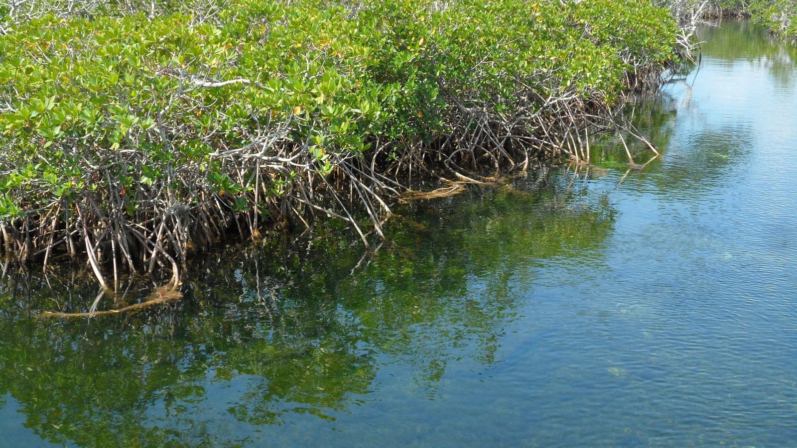 Mangrove roots and coastal wetland water in Lucayan National Park, Bahamas.