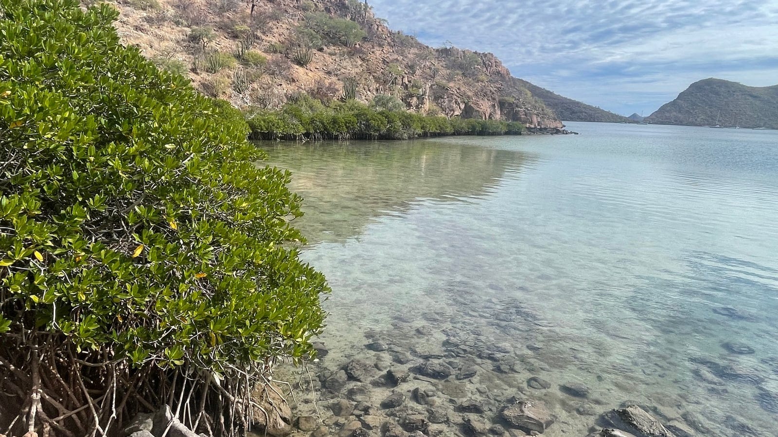 Red mangrove prop roots at a clear shallow bay below a cactus studded arid hillside, Pacific coast of Mexico.