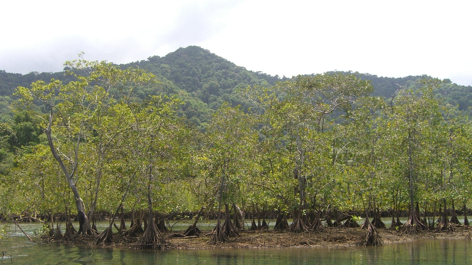 Stilt-rooted mangroves on exposed mud below a rainforest hill at Ensenada de Utria, Choco, Colombia.