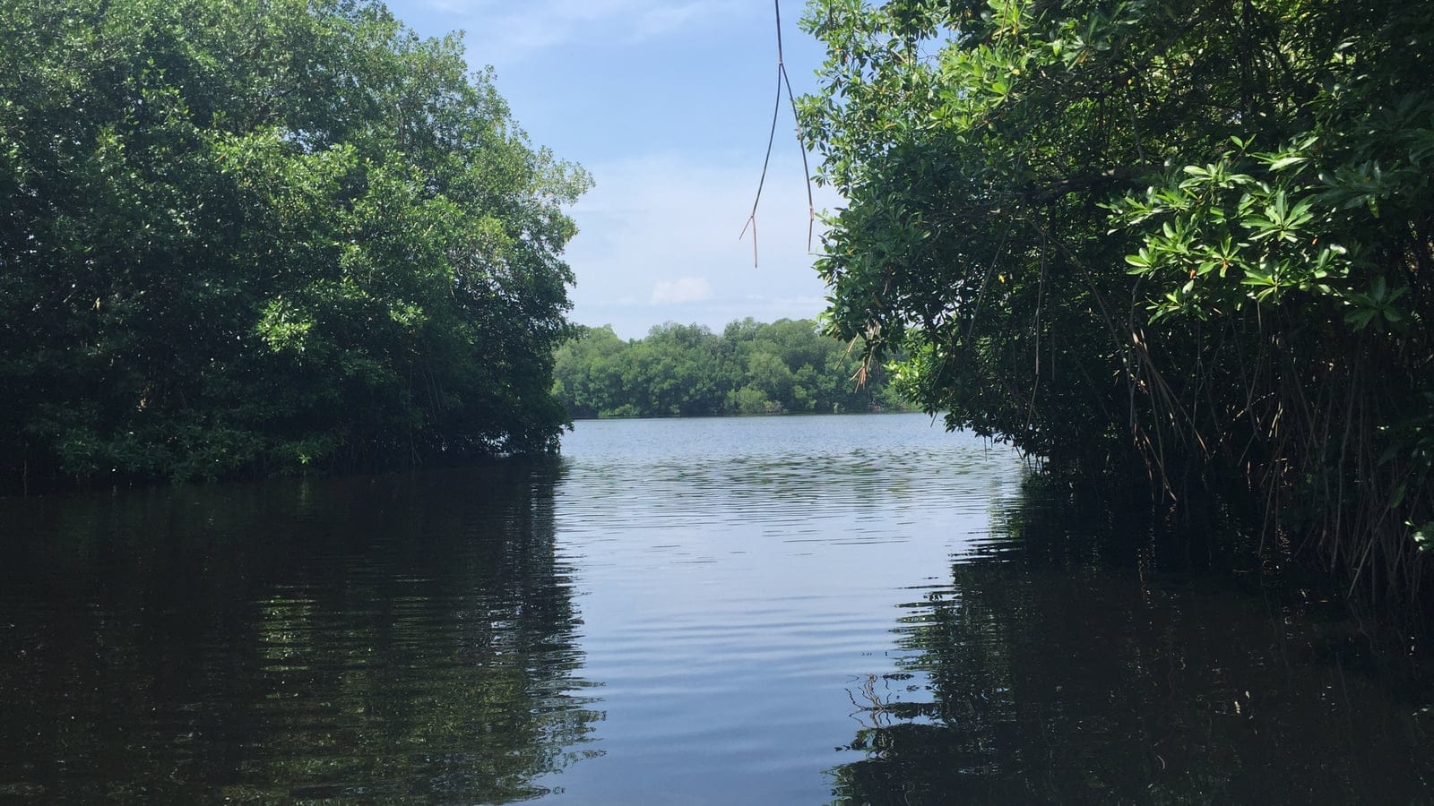 Red mangroves with stilt roots closing over a tidal creek at Manglares del Manguito, Chiapas, Mexico.