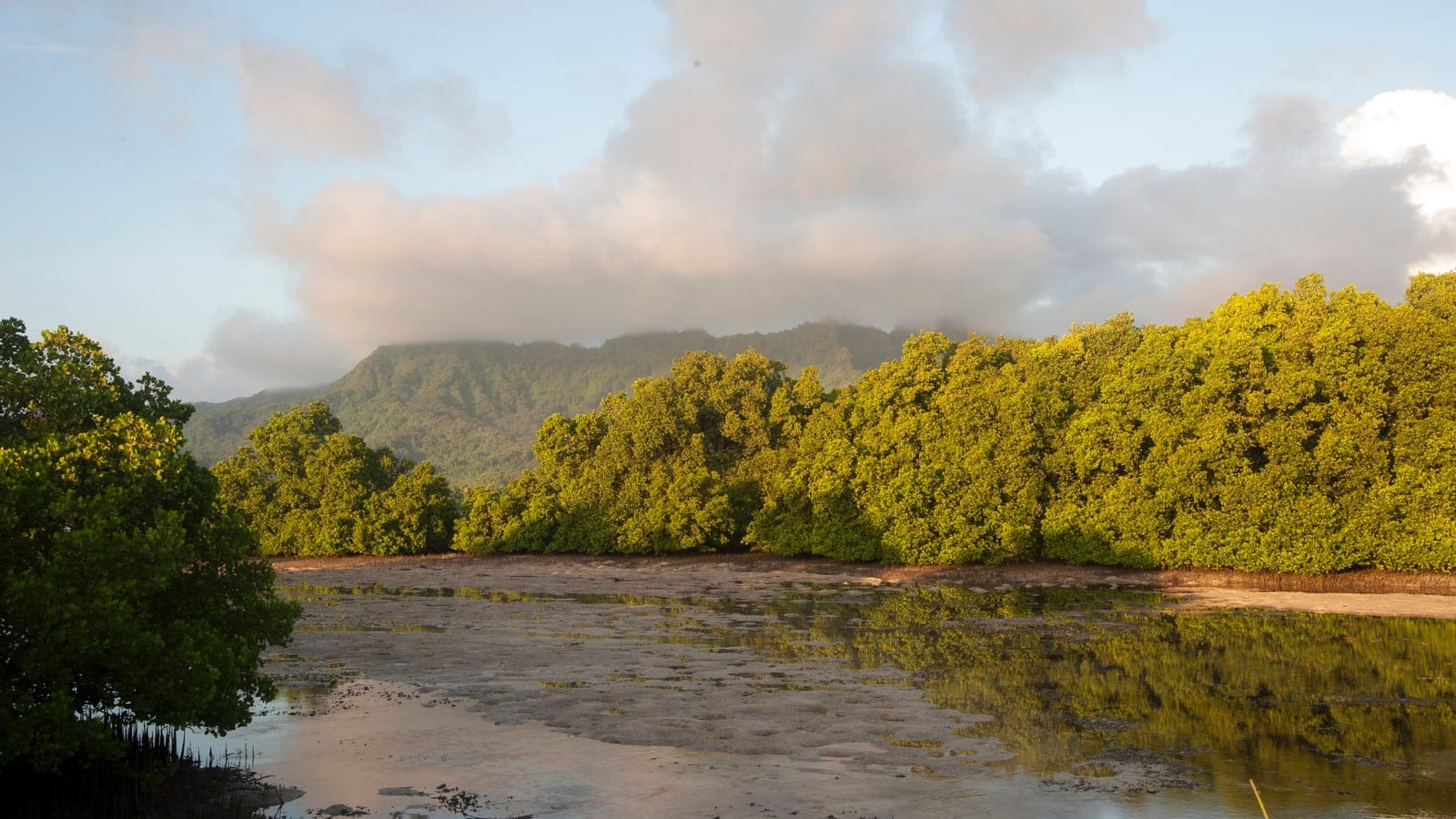 Mangrove fringe on a tidal flat below forested mountains on Kosrae, Micronesia.