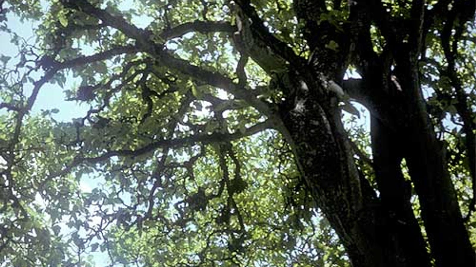 Backlit broadleaf canopy and pale spreading branches seen from beneath island forest on Caroline Atoll, Kiribati.