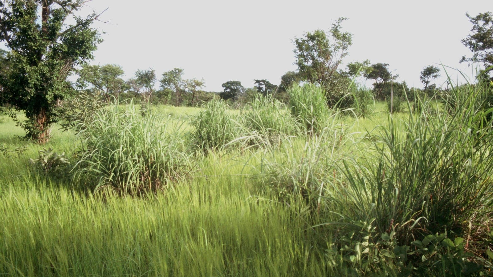 Tall Andropogon tussocks and scattered broadleaf trees in the wet season, Pama Reserve, Burkina Faso.