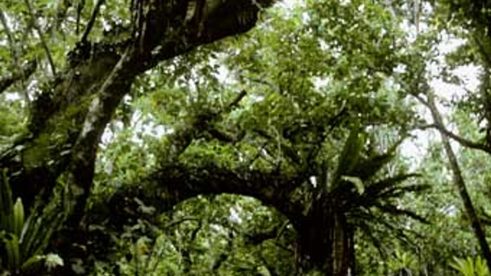 Bird's-nest ferns and epiphytes loading the limbs of a canopy tree in makatea forest on Atiu, Cook Islands.