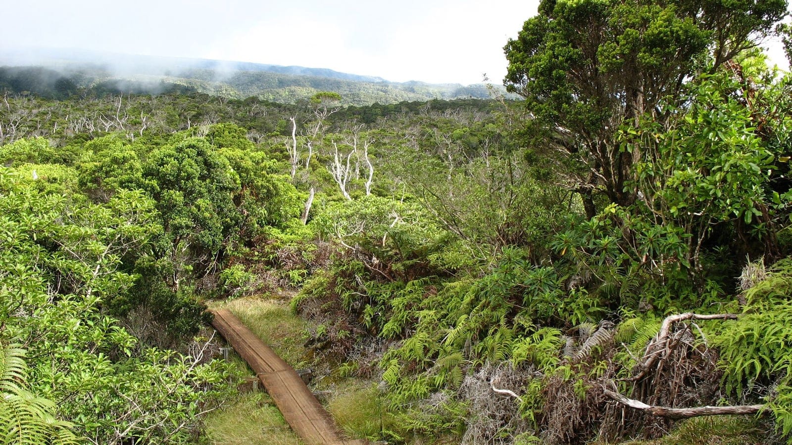 Boardwalk through wet native forest and bog vegetation in Kauai's Alakai Wilderness Area.