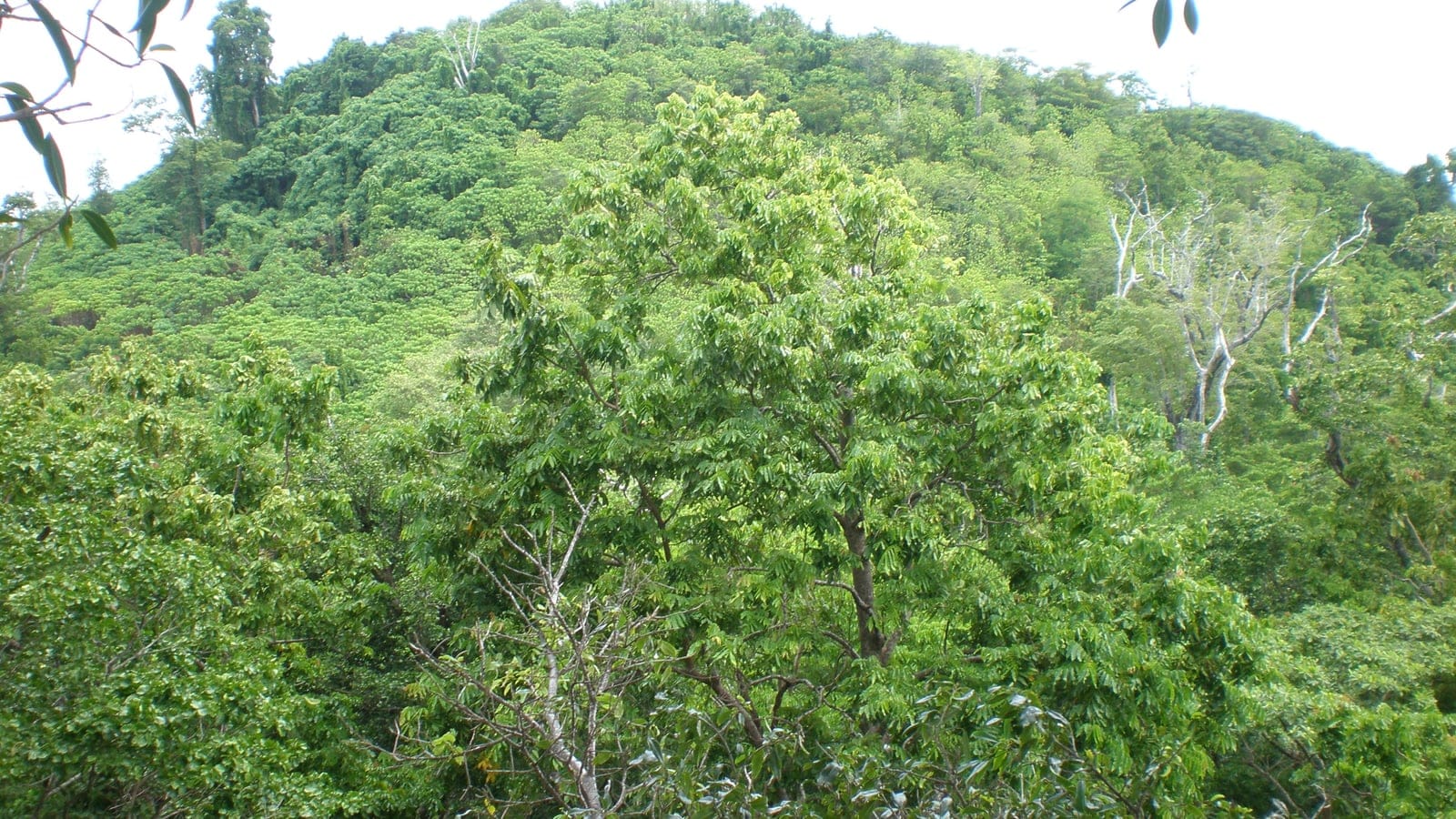 Broadleaf rainforest canopy covering a low hill at Falealupo on Savai'i, Samoa.